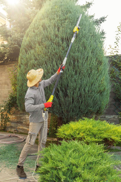 Best Tree Preservation Services  in Iowa Colony, TX